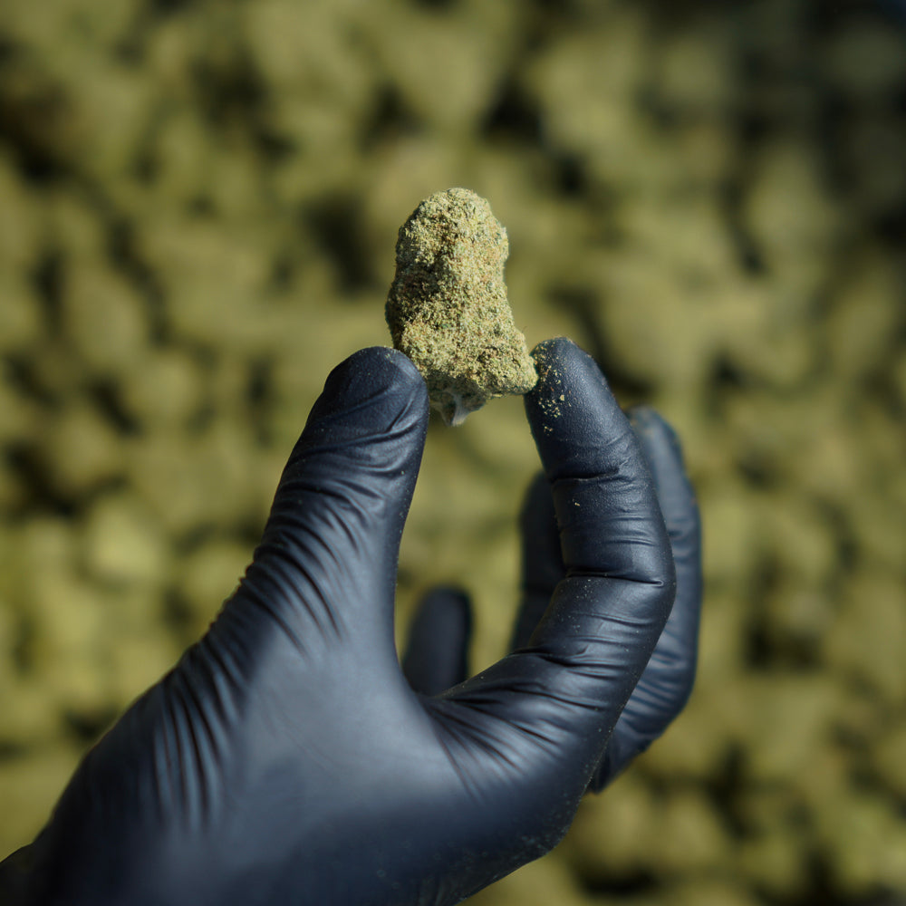 Morceau de CBD Ie Cream Cake tenu dans une main