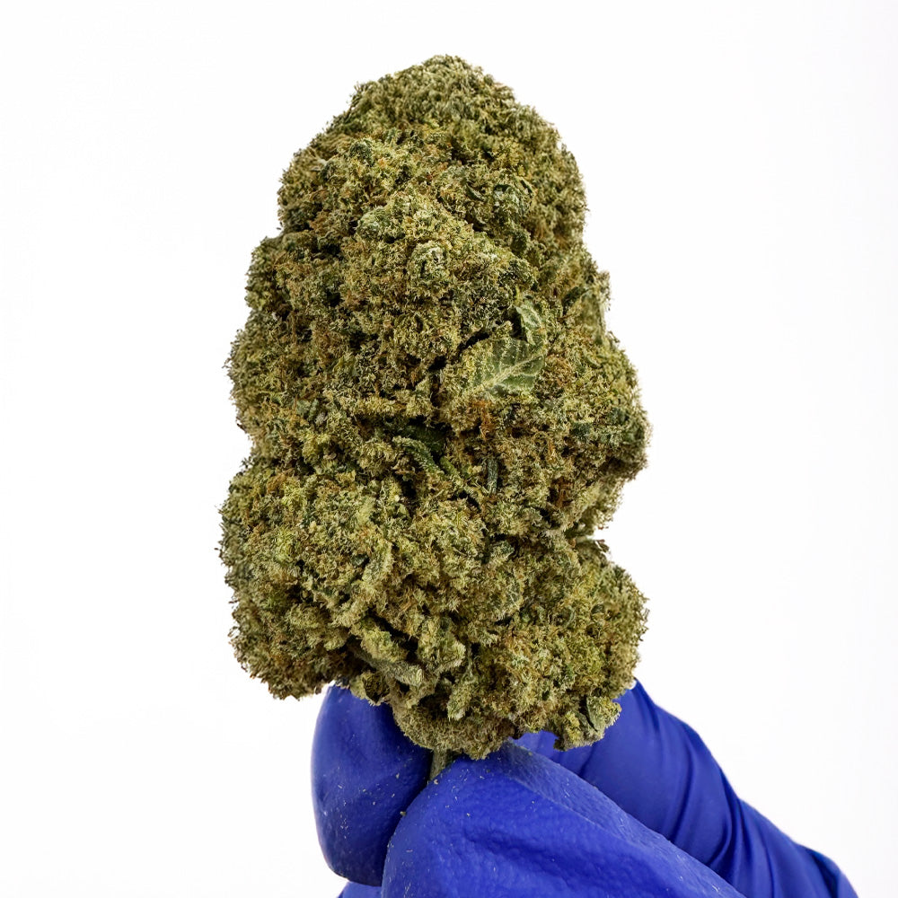 Ice Cream Cake CBD - Hydroponique Cali