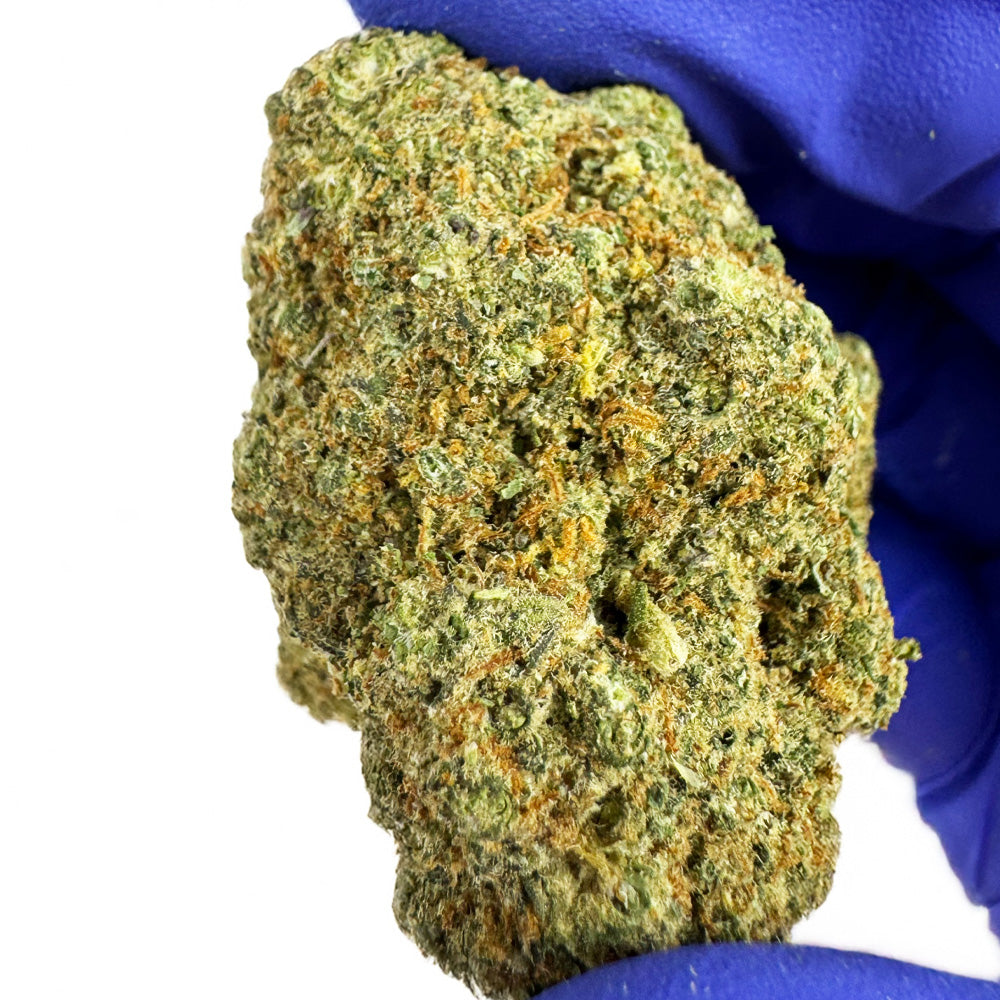 Rainbow X GP3 CBD - Indoor
