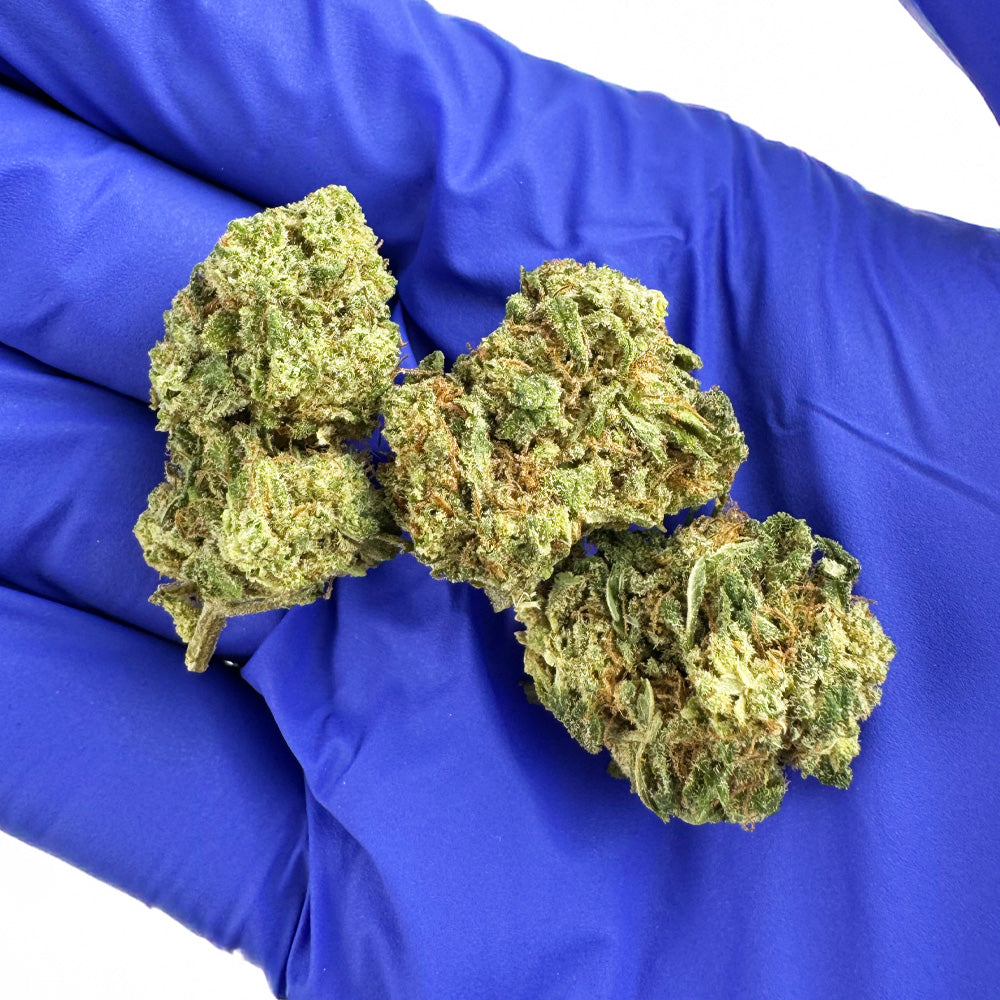 Small buds Amnesia Core Cut - Hybride