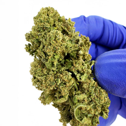 Biscotti - Glasshouse