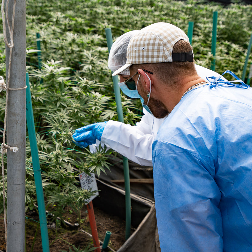 Deux personnes en train de cultiver des plantes de CBD