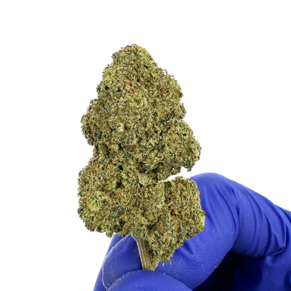 Malabar CBD - Indoor