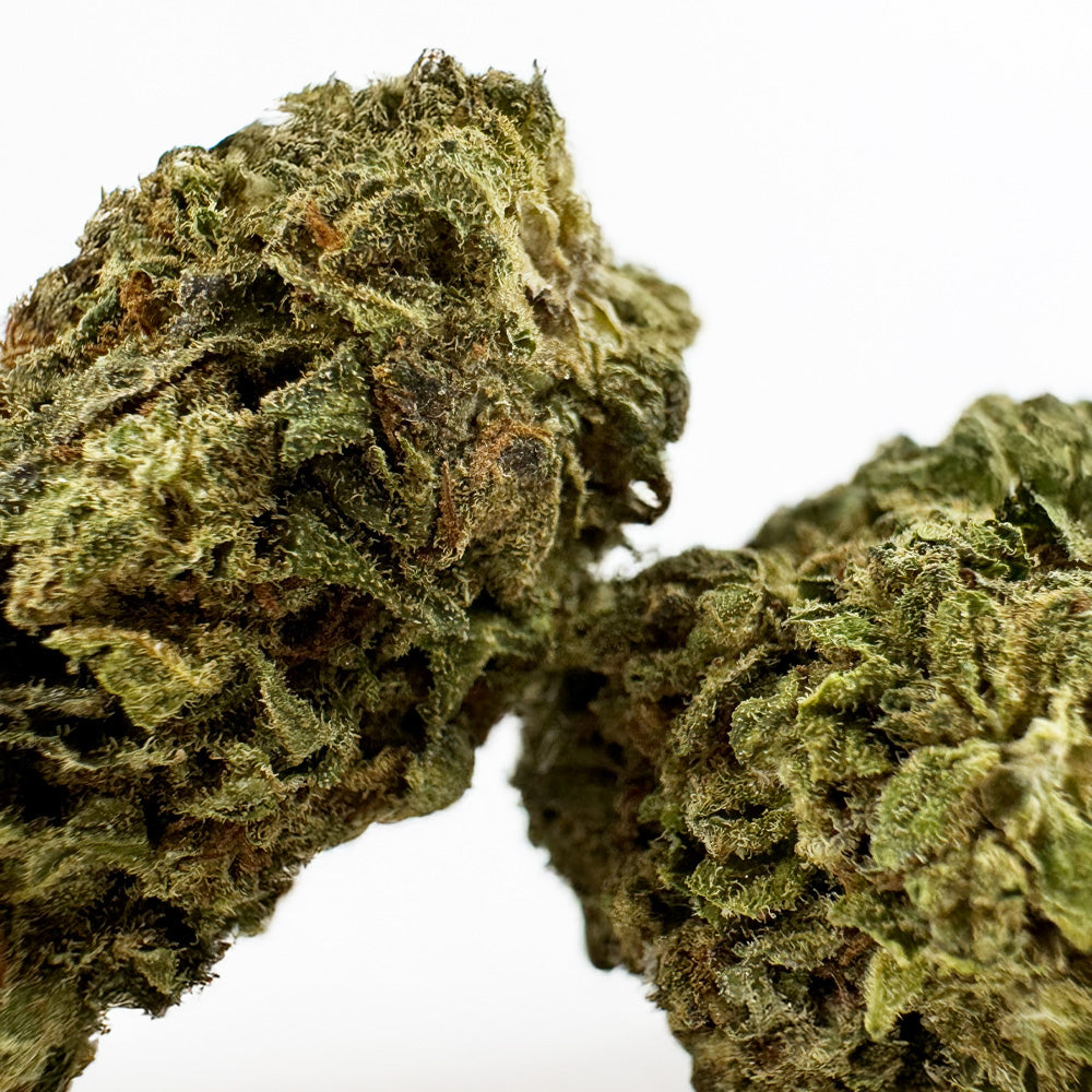 Orangello - Greenhouse