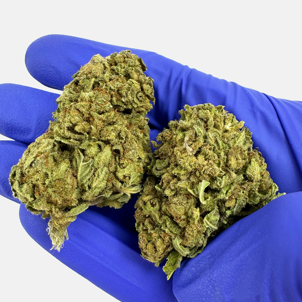 Orangello - Greenhouse