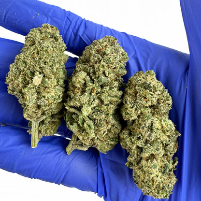 Payton Strawberry - Indoor Elite USA