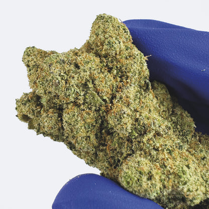 Watermelon CBD - Hydroponique Cali