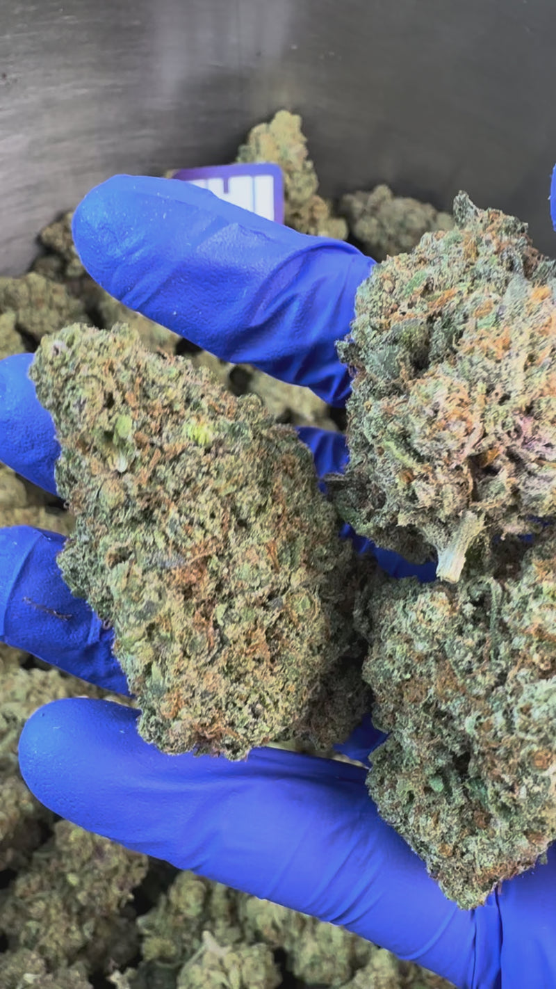 Kosher Kush - Indoor Elite USA — vidéo de présentation