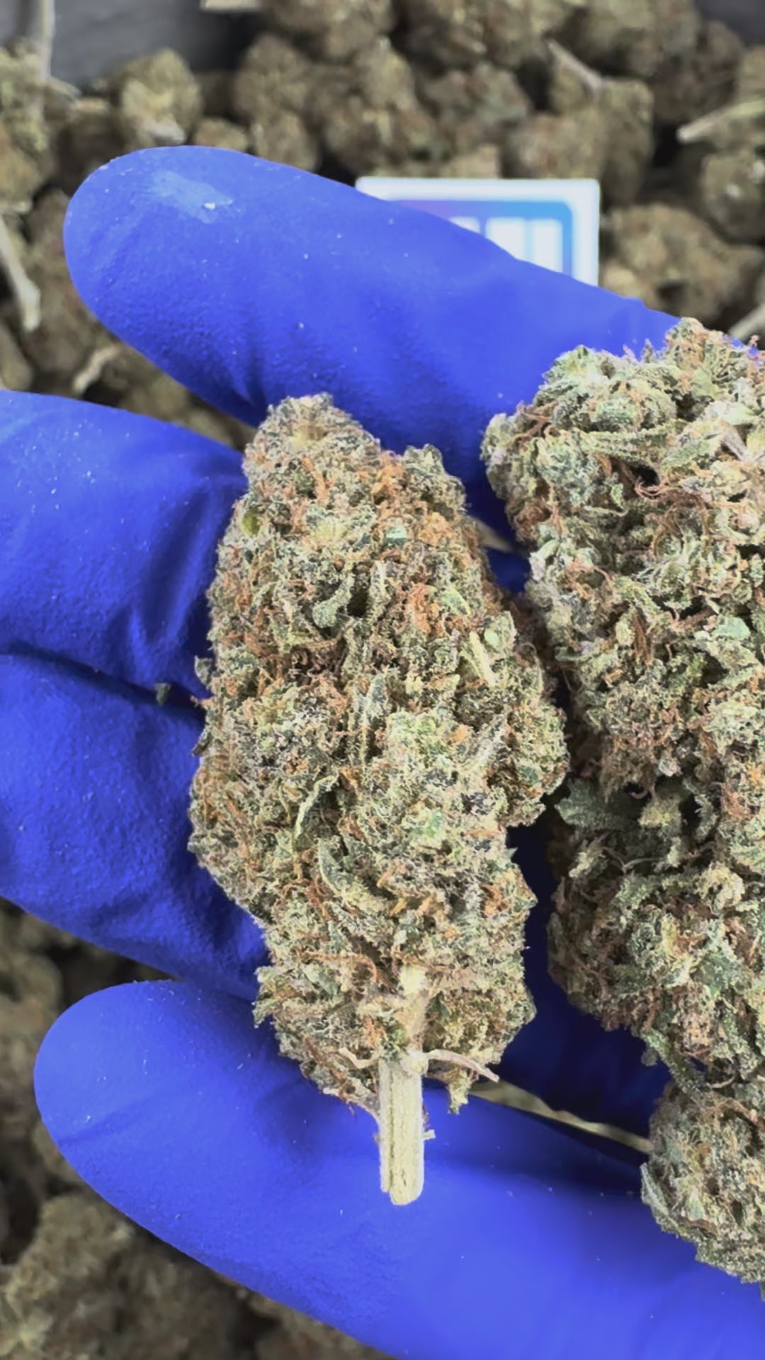 Charger la vidéo: Vidéo de présentation de la Strawberry Cough CBD Indoor