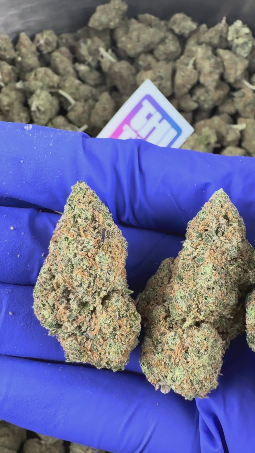 Charger la vidéo: Vidéo de présentation de la Sunset Sherbet CBD Indoor