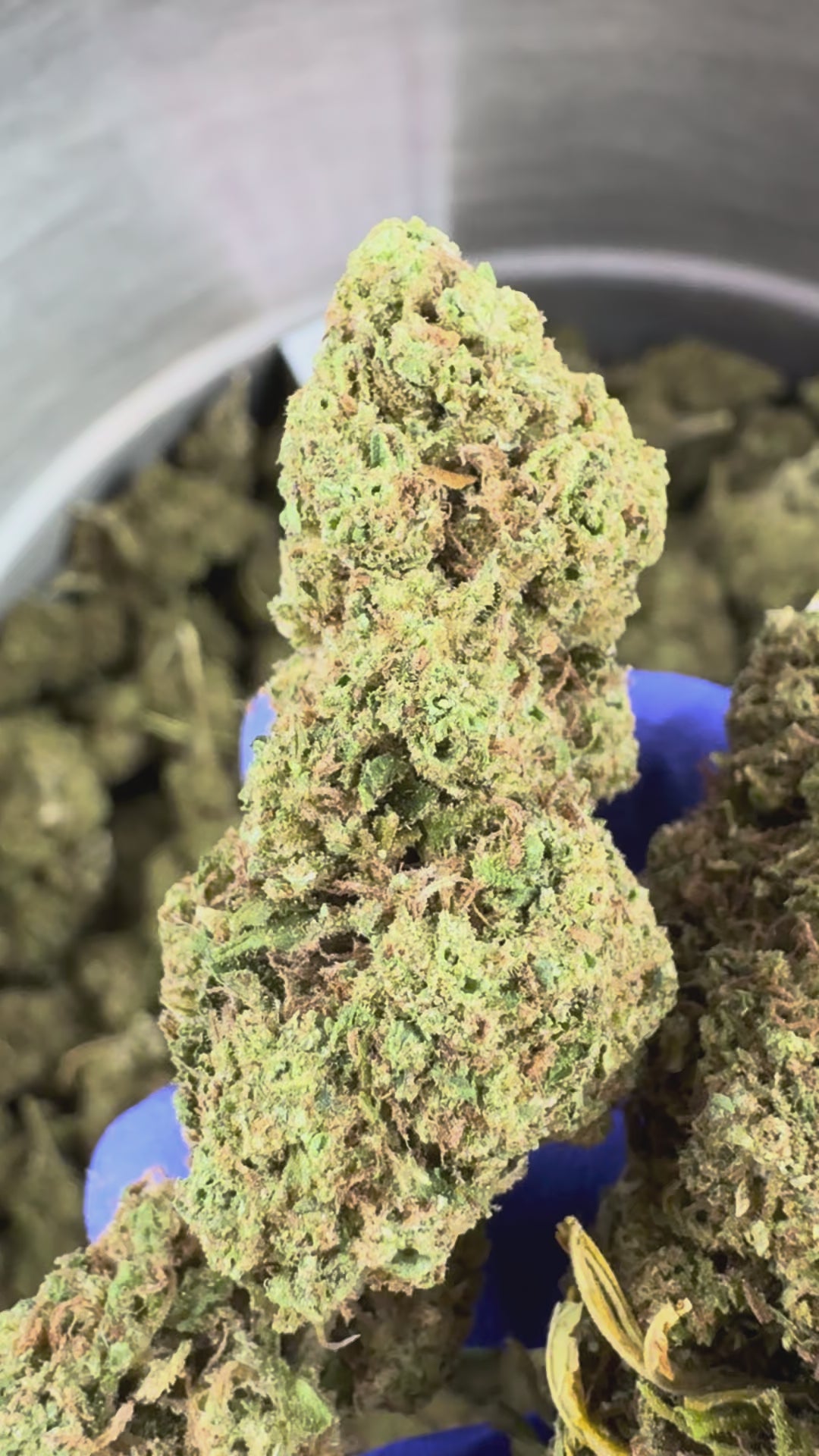 Charger la vidéo: Vidéo de présentation de la Lemon Tonic CBD Glasshouse